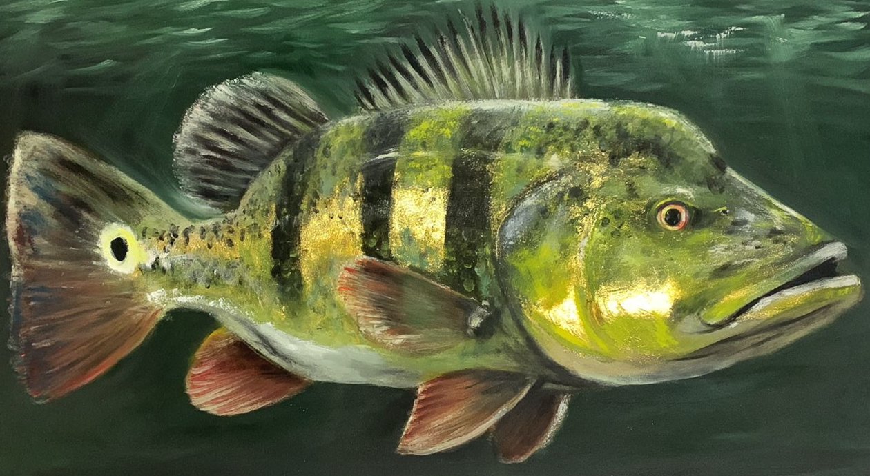 Tucunaré monoculus - Yohana Magno