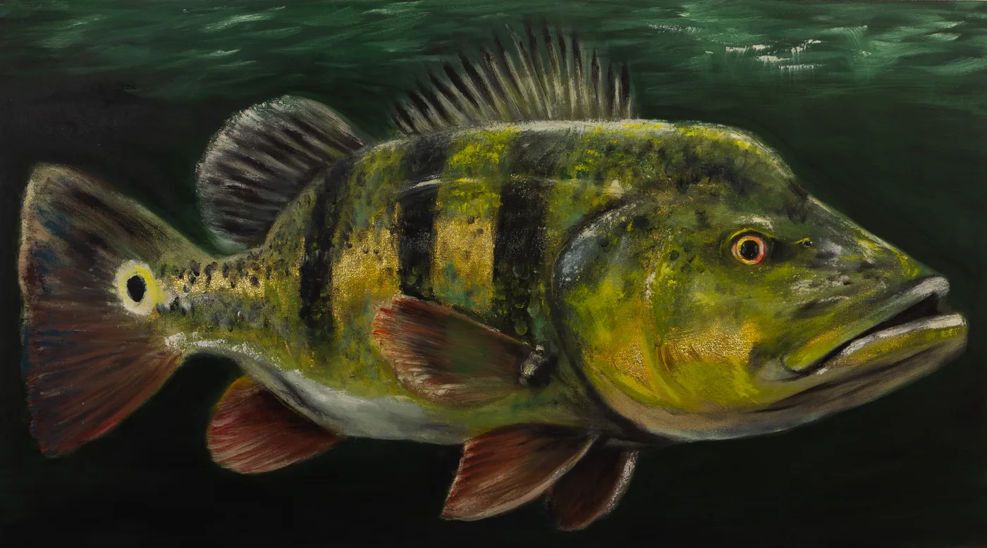 Tucunaré monoculus — Yohana Magno